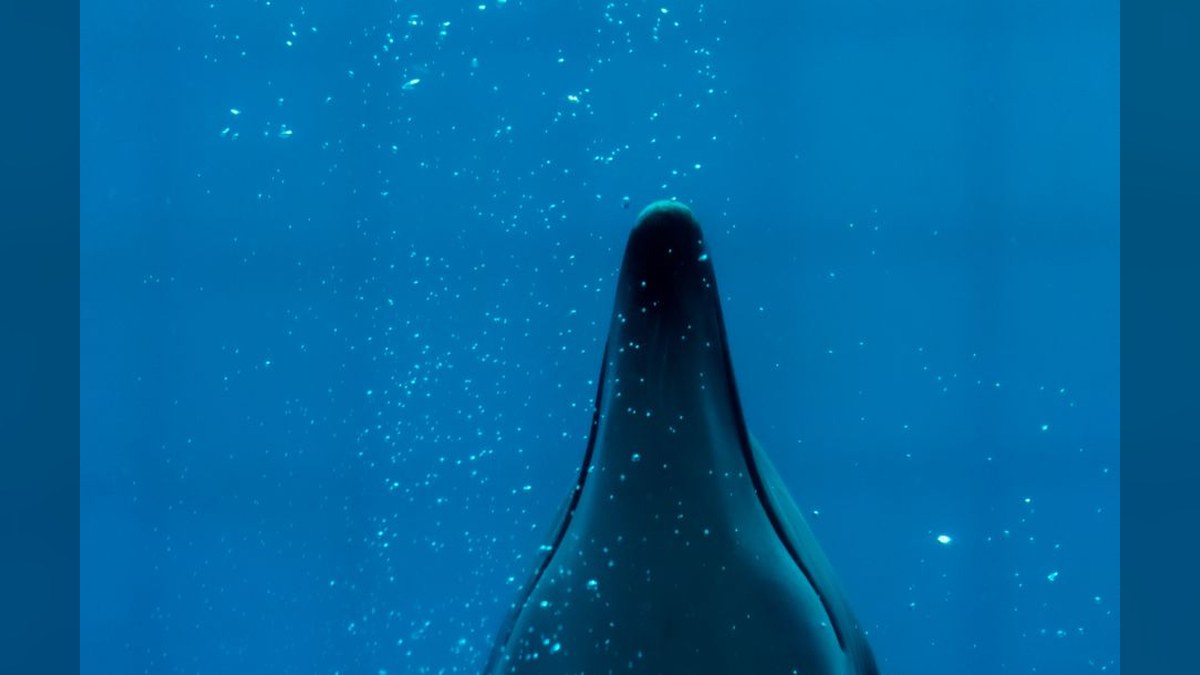 Researchers reveal the secret of vertical sleep in sperm whales